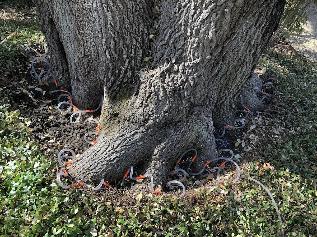 Detailed Tree Cabling and Bracing job site in Cross Anchor