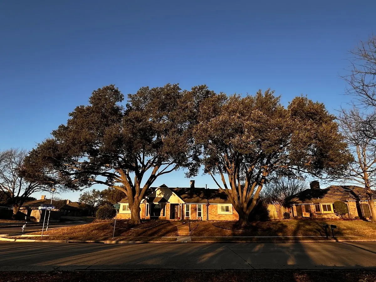 Established residential canopy tree shading a home in Cross Anchor